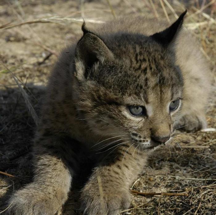 Condenados los dueños de una tienda de animales por dejar morir a decenas de cachorros