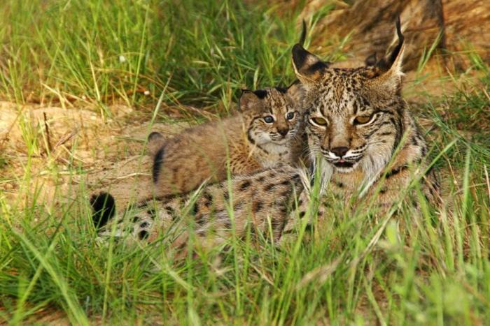 Condenados los dueños de una tienda de animales por dejar morir a decenas de cachorros