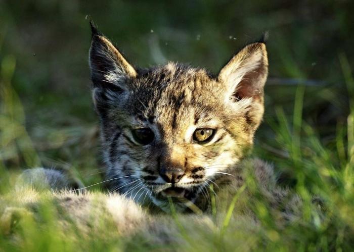 Condenados los dueños de una tienda de animales por dejar morir a decenas de cachorros