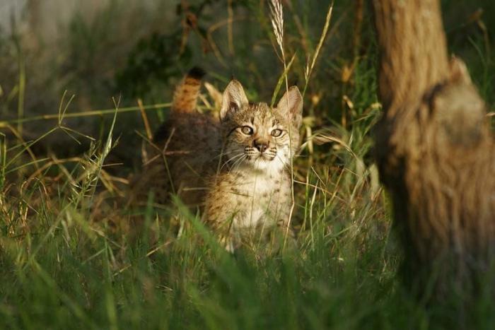 Condenados los dueños de una tienda de animales por dejar morir a decenas de cachorros