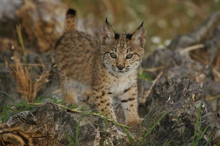 Condenados los dueños de una tienda de animales por dejar morir a decenas de cachorros