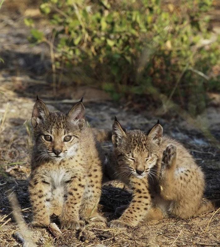 Condenados los dueños de una tienda de animales por dejar morir a decenas de cachorros