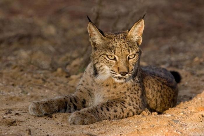 Condenados los dueños de una tienda de animales por dejar morir a decenas de cachorros