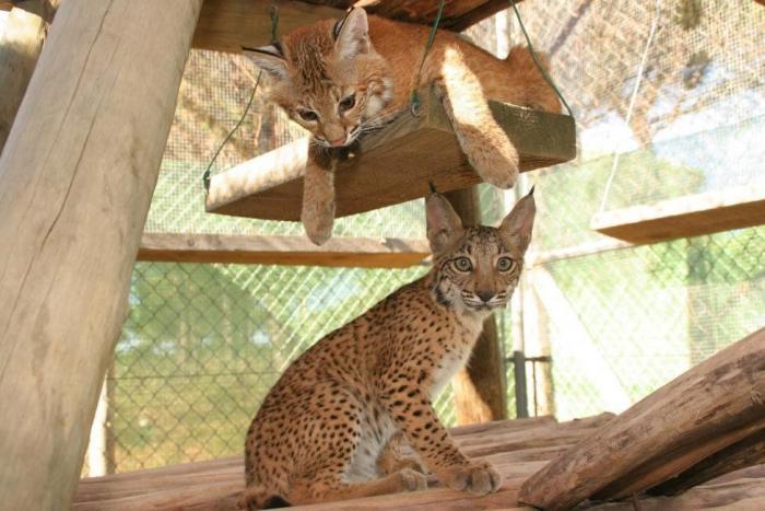 Condenados los dueños de una tienda de animales por dejar morir a decenas de cachorros