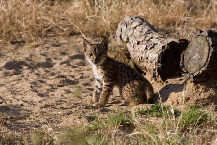 Condenados los dueños de una tienda de animales por dejar morir a decenas de cachorros