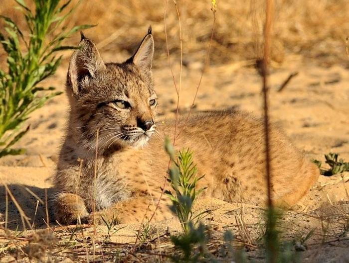 Condenados los dueños de una tienda de animales por dejar morir a decenas de cachorros