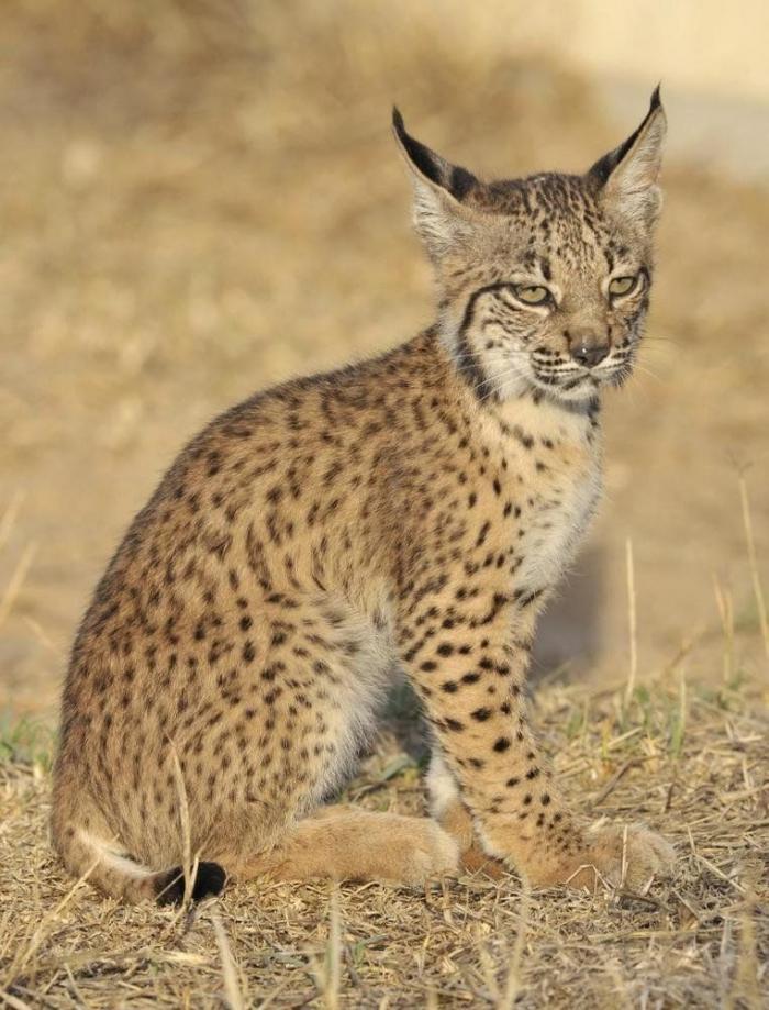 Condenados los dueños de una tienda de animales por dejar morir a decenas de cachorros