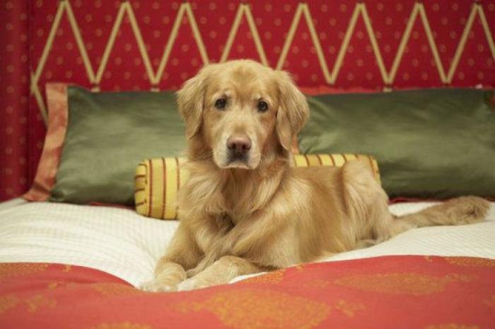 Fácil y barato: el truco definitivo para limpiar el cepillo de pelo