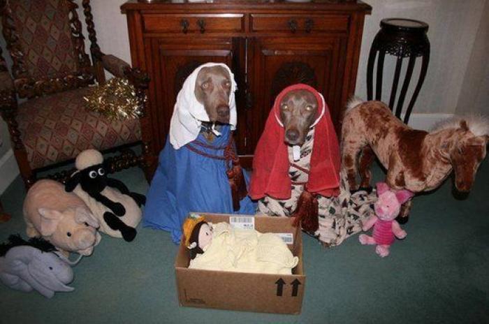 Espectáculo sincronizado de música y luces navideñas en este barrio (VÍDEO)