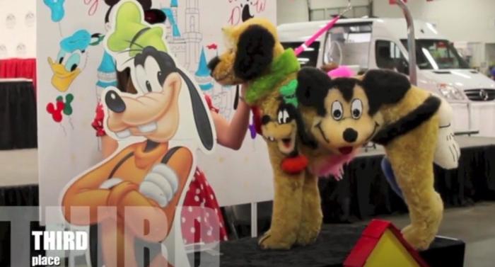 Los concursos de belleza canina más extremos (FOTOS, VÍDEO)