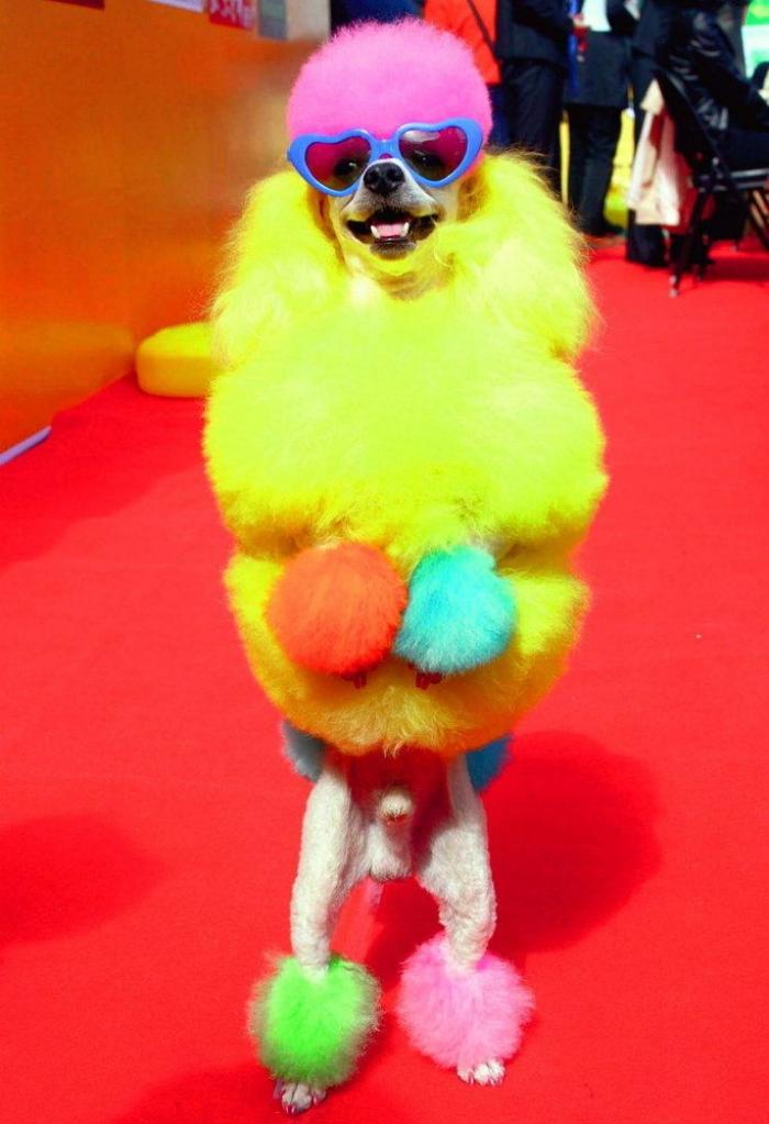 Los concursos de belleza canina más extremos (FOTOS, VÍDEO)