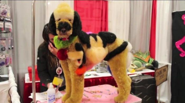 Los concursos de belleza canina más extremos (FOTOS, VÍDEO)
