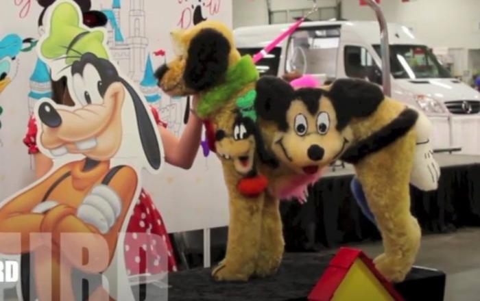 Los concursos de belleza canina más extremos (FOTOS, VÍDEO)