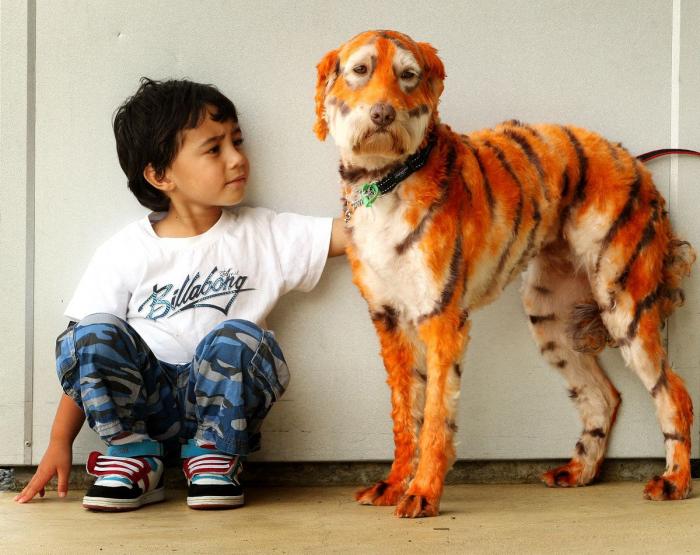 Los concursos de belleza canina más extremos (FOTOS, VÍDEO)