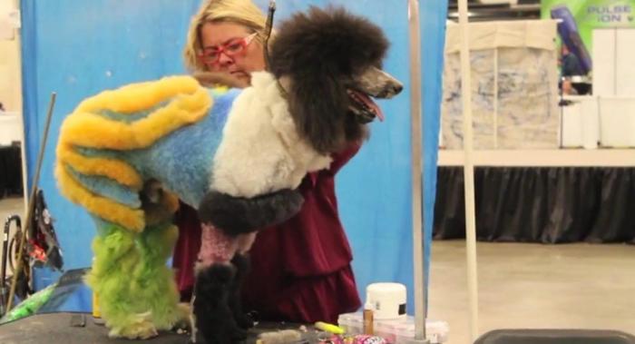 Los concursos de belleza canina más extremos (FOTOS, VÍDEO)