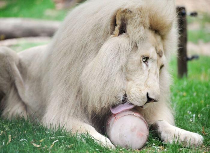 El consejo de la Guardia Civil para sacar a tu mascota en horas de calor