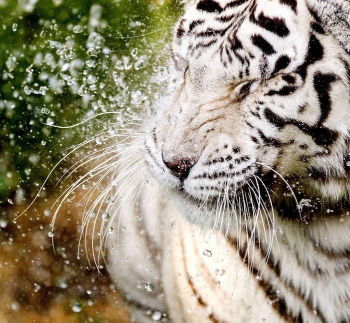 El consejo de la Guardia Civil para sacar a tu mascota en horas de calor