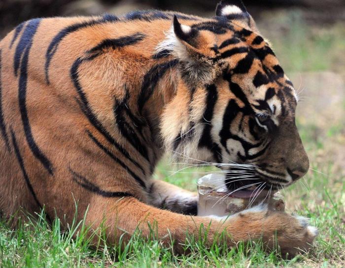 El consejo de la Guardia Civil para sacar a tu mascota en horas de calor