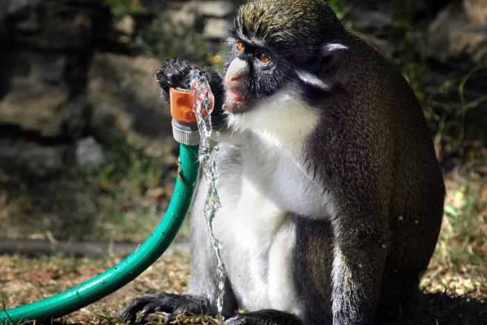 El consejo de la Guardia Civil para sacar a tu mascota en horas de calor