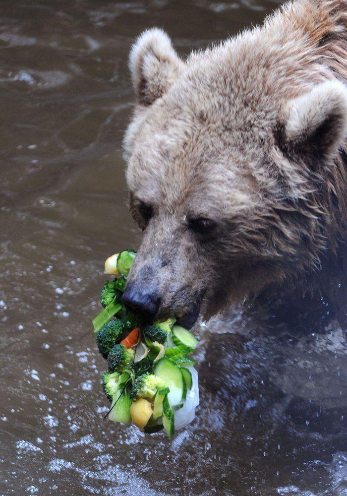 El consejo de la Guardia Civil para sacar a tu mascota en horas de calor