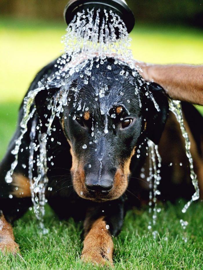 El consejo de la Guardia Civil para sacar a tu mascota en horas de calor