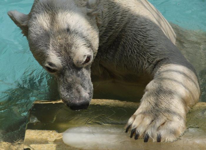 El consejo de la Guardia Civil para sacar a tu mascota en horas de calor