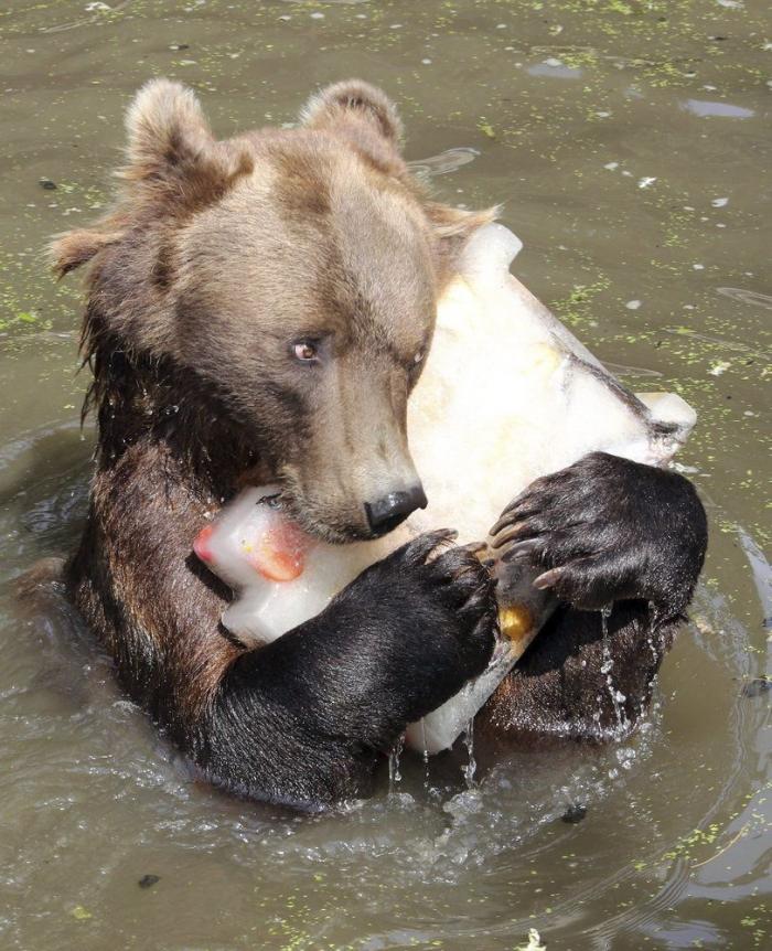 El consejo de la Guardia Civil para sacar a tu mascota en horas de calor