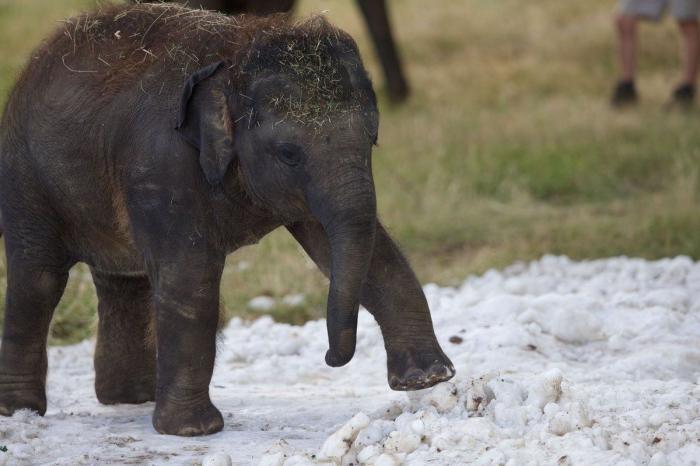 El consejo de la Guardia Civil para sacar a tu mascota en horas de calor