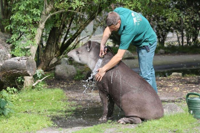 El consejo de la Guardia Civil para sacar a tu mascota en horas de calor
