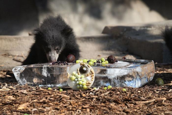 El consejo de la Guardia Civil para sacar a tu mascota en horas de calor