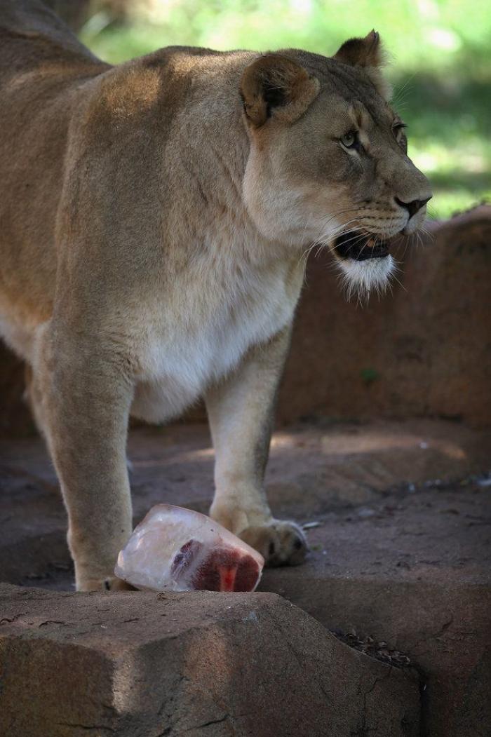 El consejo de la Guardia Civil para sacar a tu mascota en horas de calor