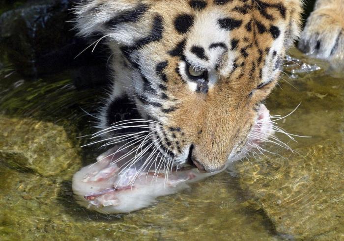 El consejo de la Guardia Civil para sacar a tu mascota en horas de calor