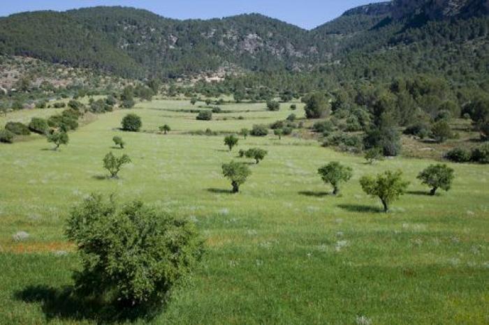 La Sierra de Tramontana, el patrimonio quemado por el fuego (FOTOS)