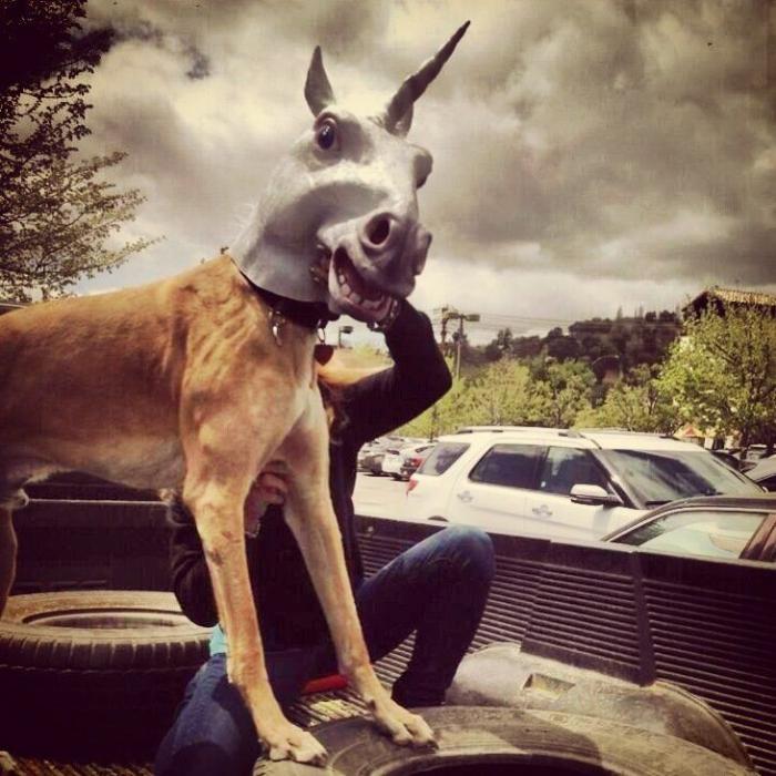 "Unicorning": posar con máscaras de unicornio es el nuevo "planking" (FOTOS)