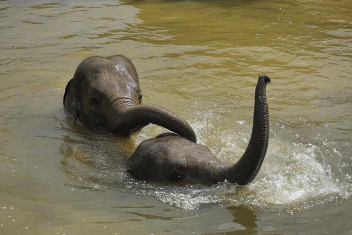 El peligro de las aguas abiertas y consejos para nadar seguro