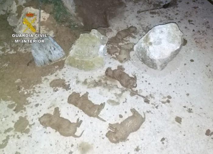 Encuentran nueve cachorros de labrador enterrados vivos en Murcia