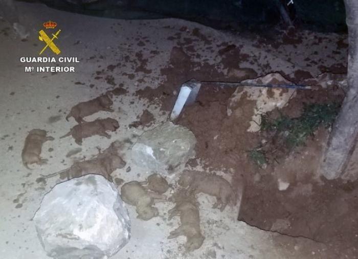 Encuentran nueve cachorros de labrador enterrados vivos en Murcia