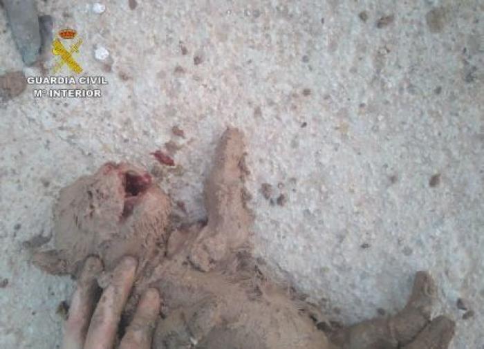 Encuentran nueve cachorros de labrador enterrados vivos en Murcia