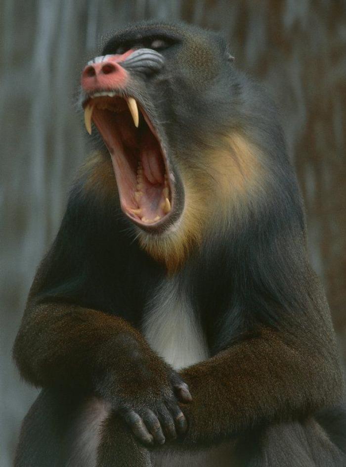 Intenta ver estas fotos de animales sin bostezar