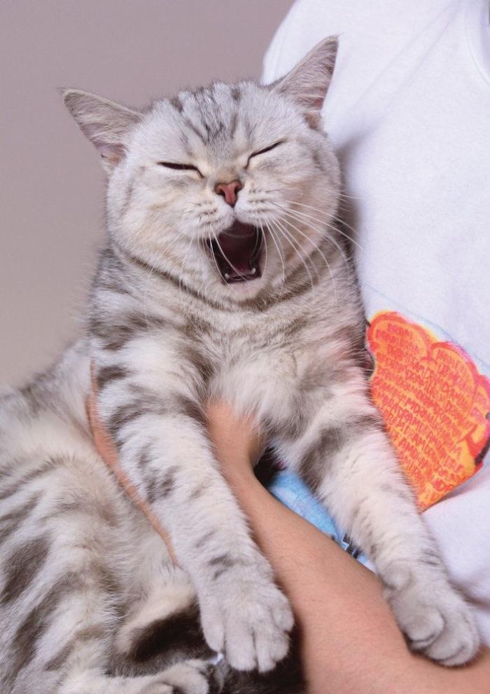 Intenta ver estas fotos de animales sin bostezar