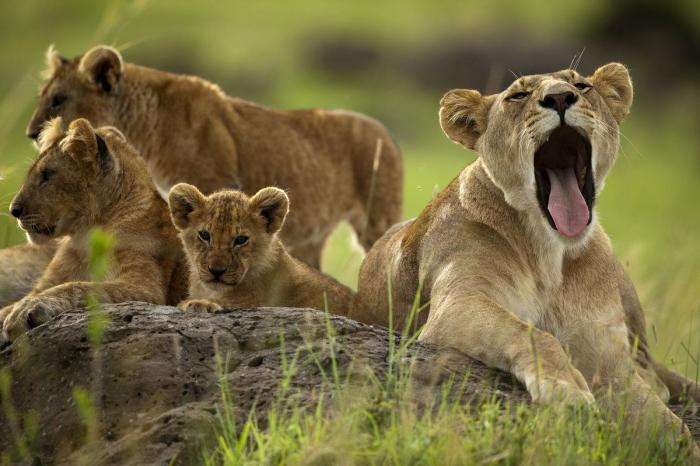 Intenta ver estas fotos de animales sin bostezar