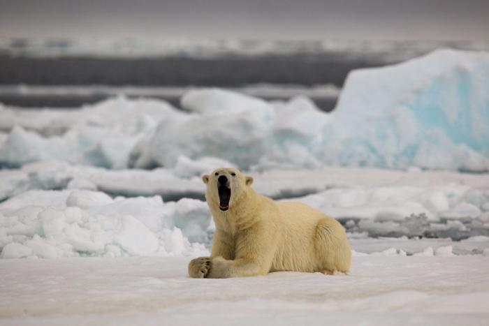 Intenta ver estas fotos de animales sin bostezar