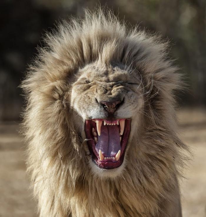 Intenta ver estas fotos de animales sin bostezar