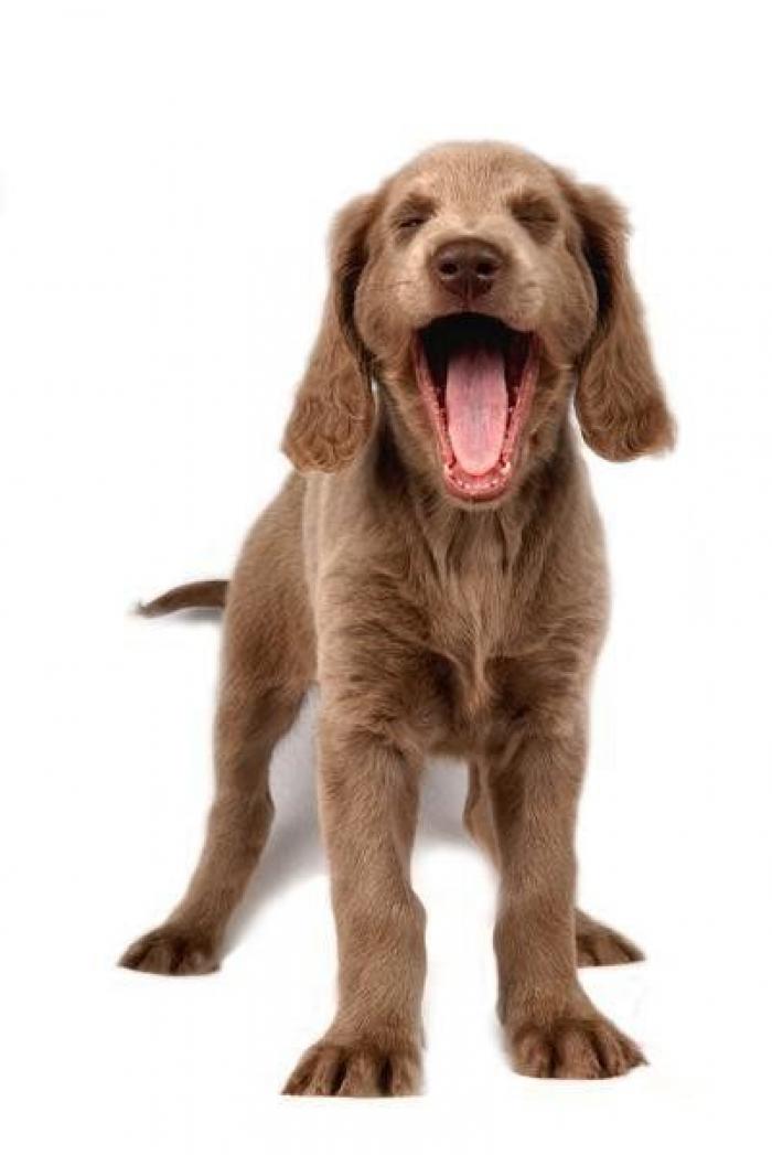 Intenta ver estas fotos de animales sin bostezar