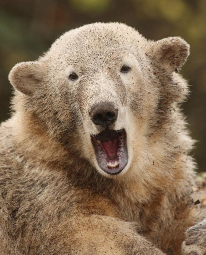 Intenta ver estas fotos de animales sin bostezar