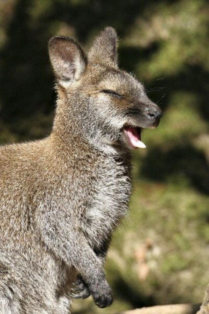 Intenta ver estas fotos de animales sin bostezar