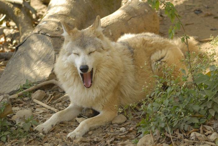 Intenta ver estas fotos de animales sin bostezar