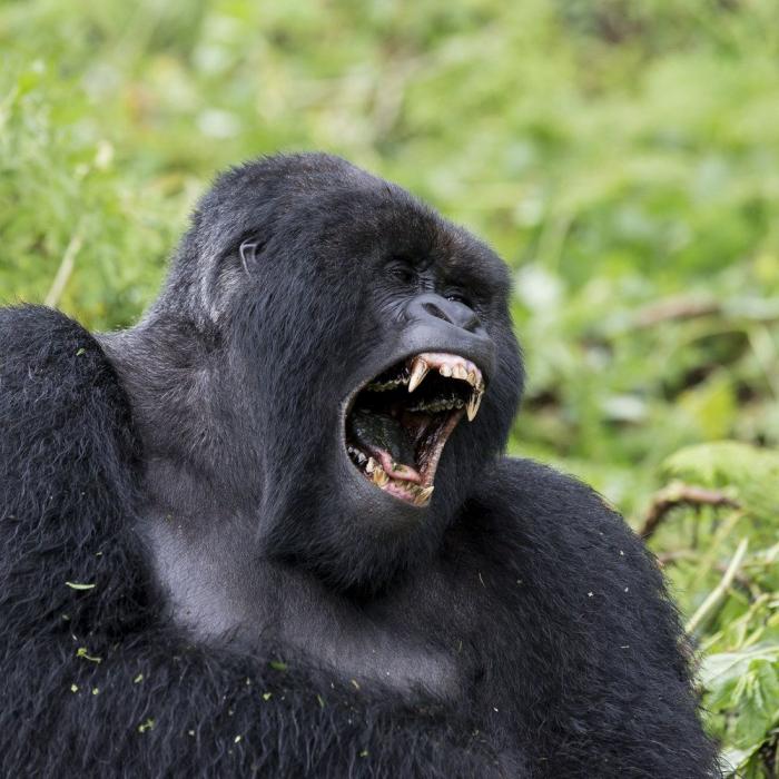 Intenta ver estas fotos de animales sin bostezar