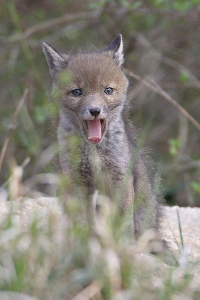 Intenta ver estas fotos de animales sin bostezar