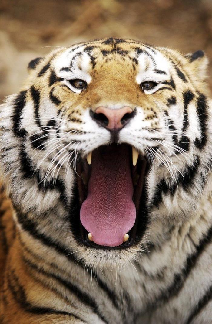 Intenta ver estas fotos de animales sin bostezar